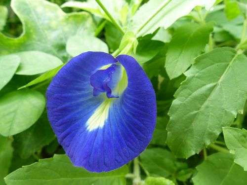 butterfly pea flower blue