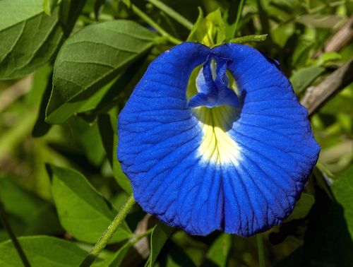 flower butterfly pea blue and white clitoria