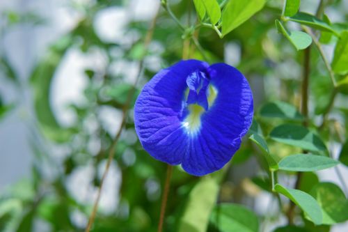 Butterfly Peanut Flower