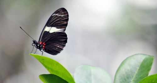 Butterfly Standing On Leaf