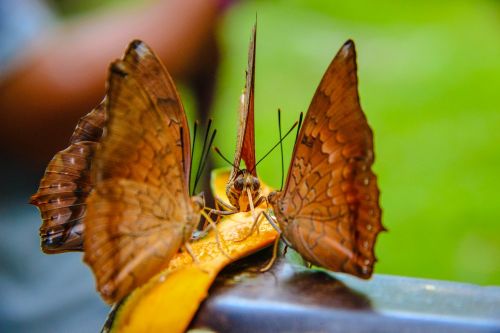 butterfly tan spines red wong nymphalidae insects