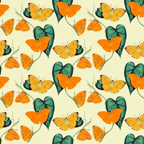 Butterfly Wallpaper Background