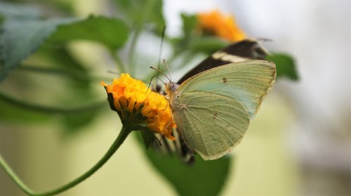 butterfly-white  flower  wings
