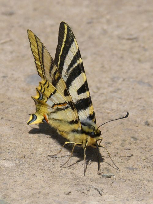 butterfly zebra polidario scarce swallowtail