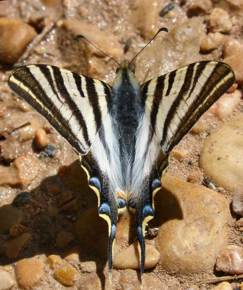 butterfly zebra butterfly cebrada scarce swallowtail