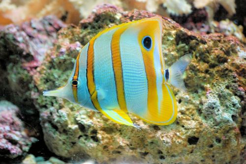 butterflyfish fish tropical