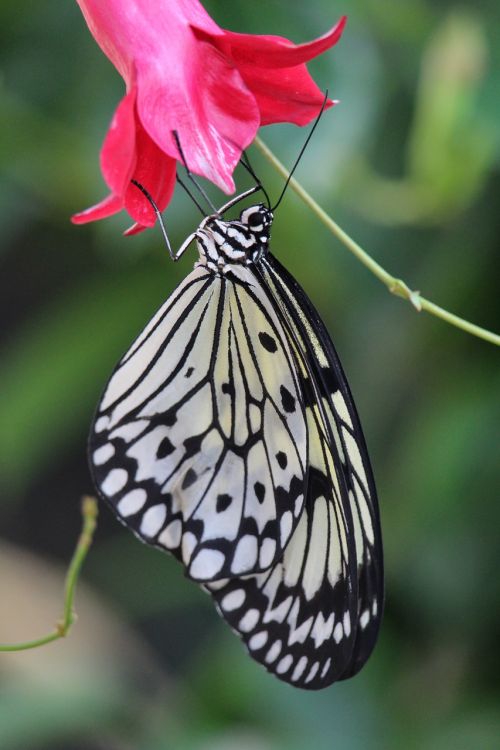 butterlfy bug wildlife