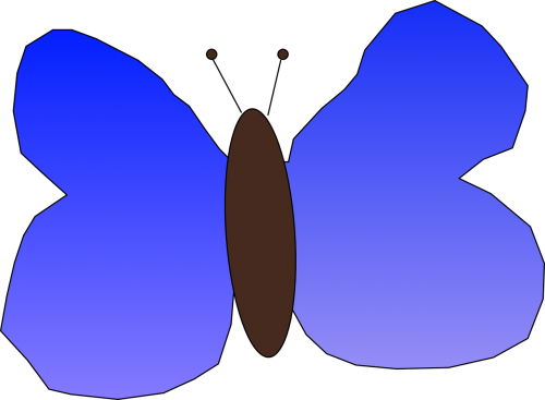 butterly blue insect
