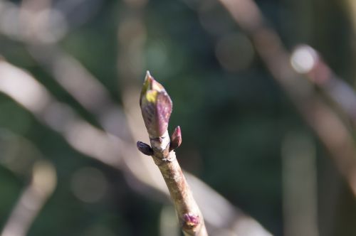 button spring nature