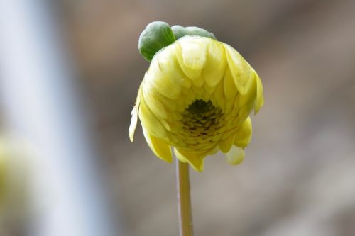 button flower botanical flora nature