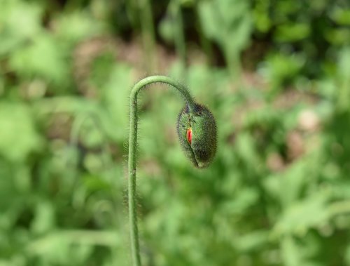 button poppy  flower  green stem