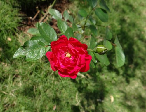 button rose flower bud