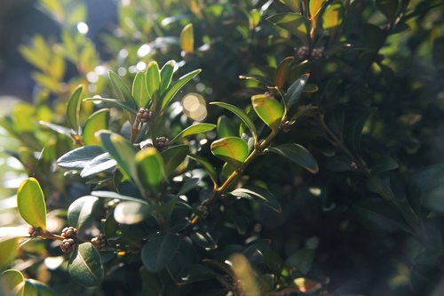 buxus  plant  green