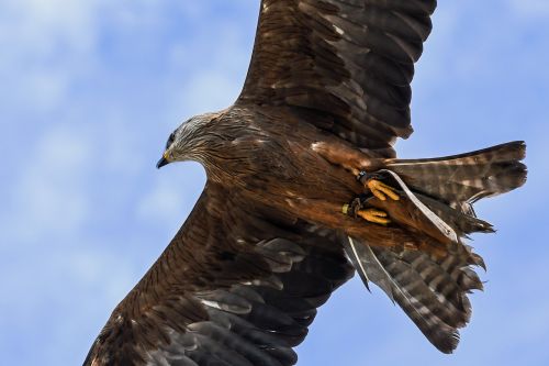 buzzard fly raptor