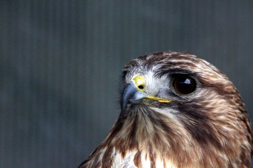 buzzard  sarich  buteo buteo