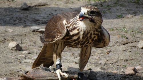 buzzard animal bird