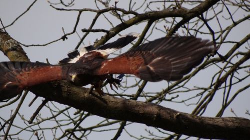 buzzard animal bird