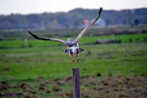 buzzard bird common buzzard