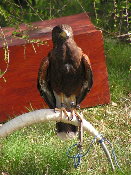 buzzard harris parabuteo unicinctus predator