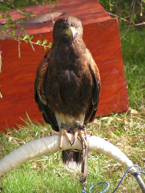 buzzard harris parabuteo unicinctus predator