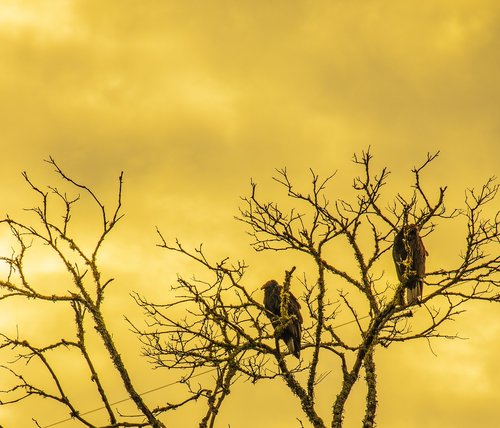 buzzards  birds  sunrise