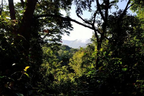 bwindi impenetrable forest uganda africa
