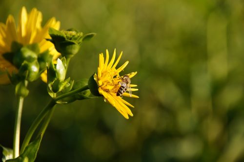 by growing cup plant bee blossom