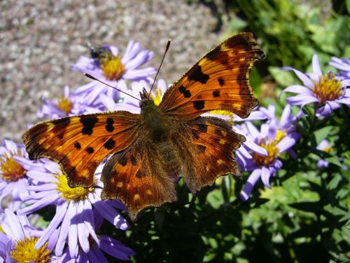 c falter butterfly flower