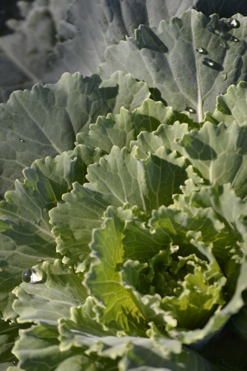 cabbage produce green