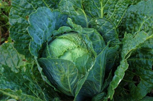 cabbage vegetable green cabbage
