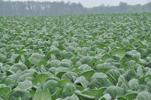 cabbage cabbage field olivine