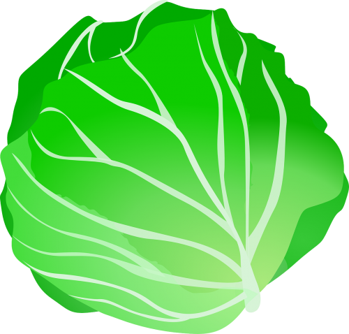 cabbage vegetable food
