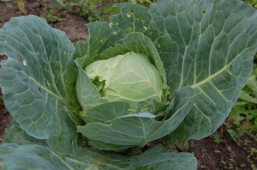 cabbage vegetable green