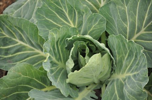 cabbage leaves field