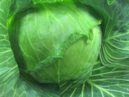 cabbage salad food