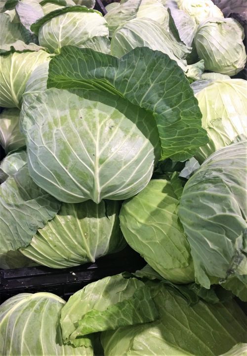 cabbage leafy white
