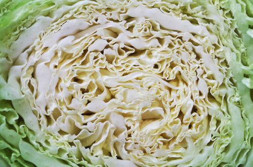 cabbage chinese vegetables