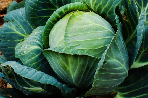 cabbage vegetable plant