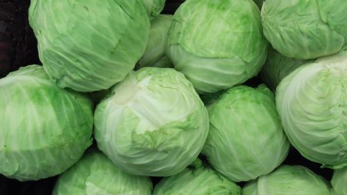 cabbage green cabbage vegetable