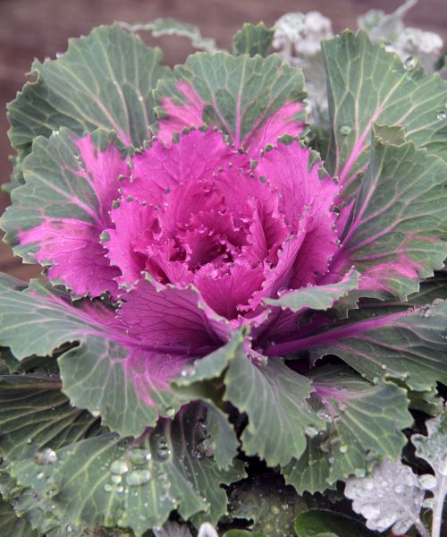 cabbage ornament bowl plants