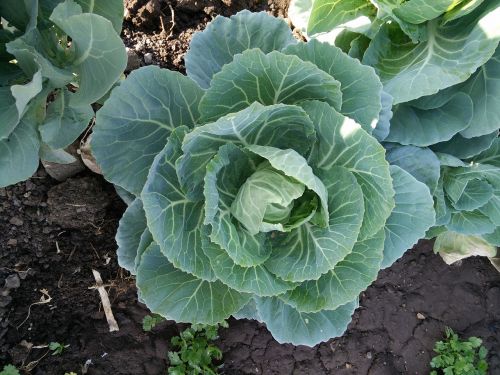 cabbage vegetables garden