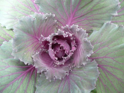 cabbage purple gray