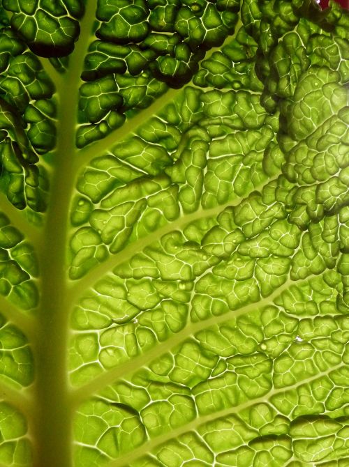 cabbage leaf the backlight