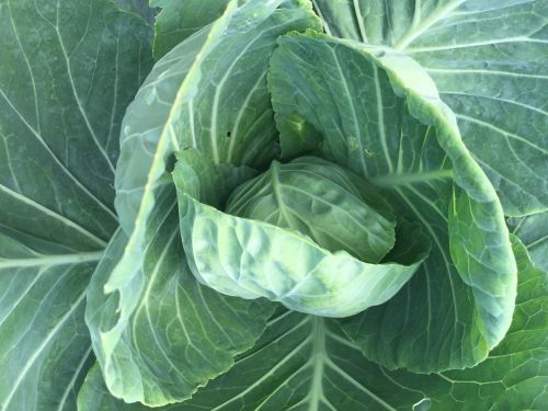 cabbage green produce