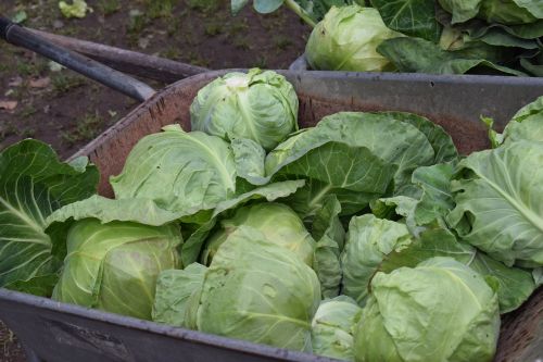cabbage fresh vegetable