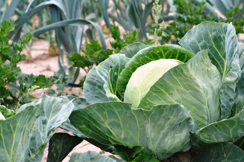 cabbage vegetables a vegetable