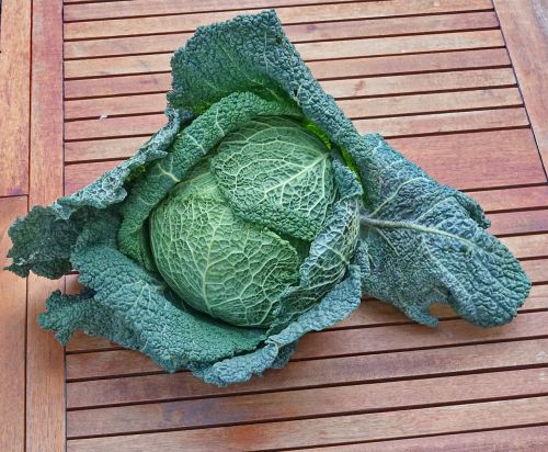 cabbage vegetable organic