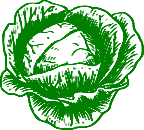 cabbage cauliflower vegetable