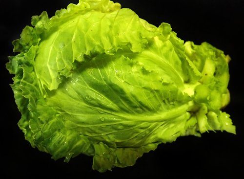 cabbage  green  vegetable
