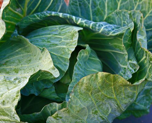 cabbage head vegetable